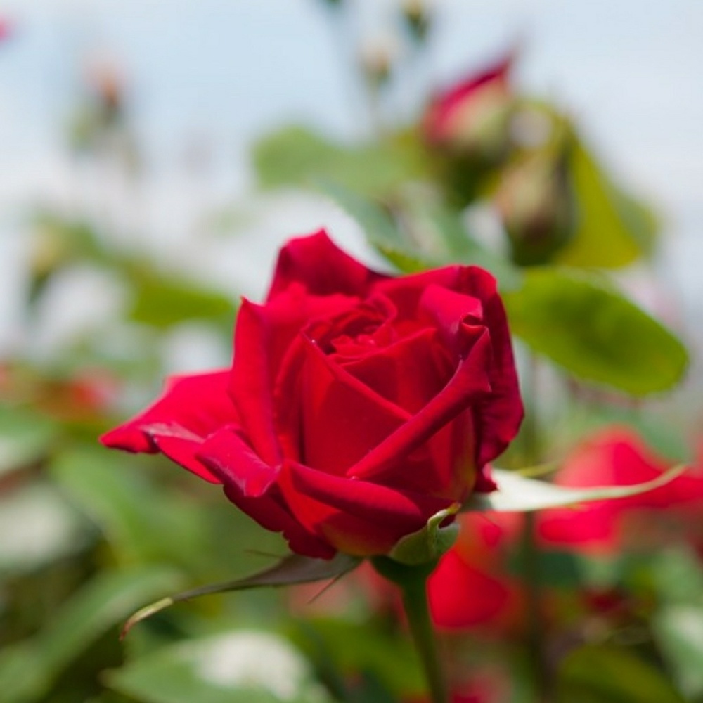 Meet your Posher, Immacula